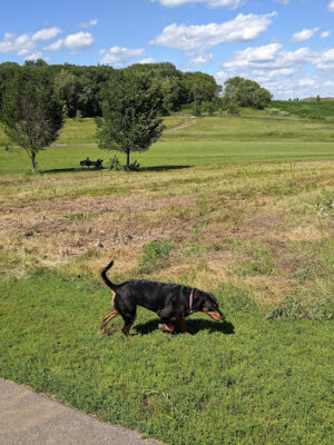 Andy's Bark Park