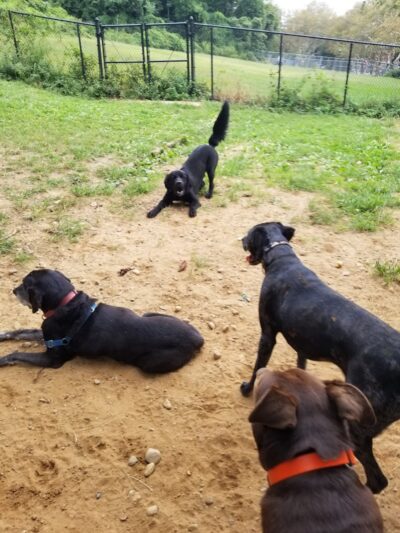 K9 Korral Dog Run - Woodhaven,