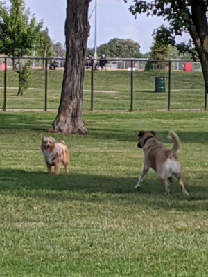 WOOFhaven Dog Park (Membership Required)