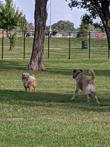 WOOFhaven Dog Park (Membership Required)
