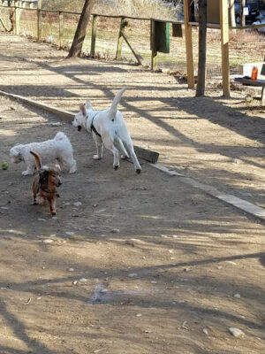 K9 Korral Dog Run