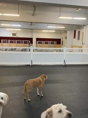 Fido Fitness Club