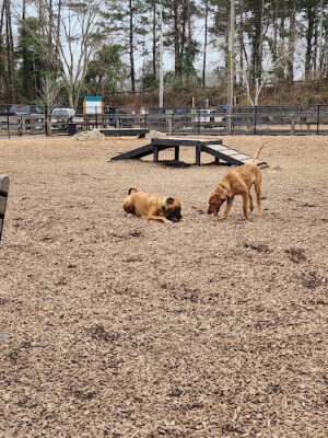 Woofstock Dog Park