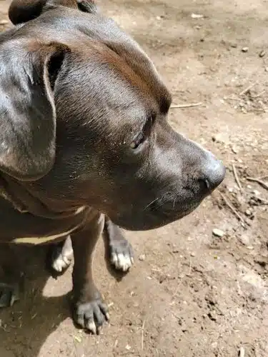 Woodstock Dog Park