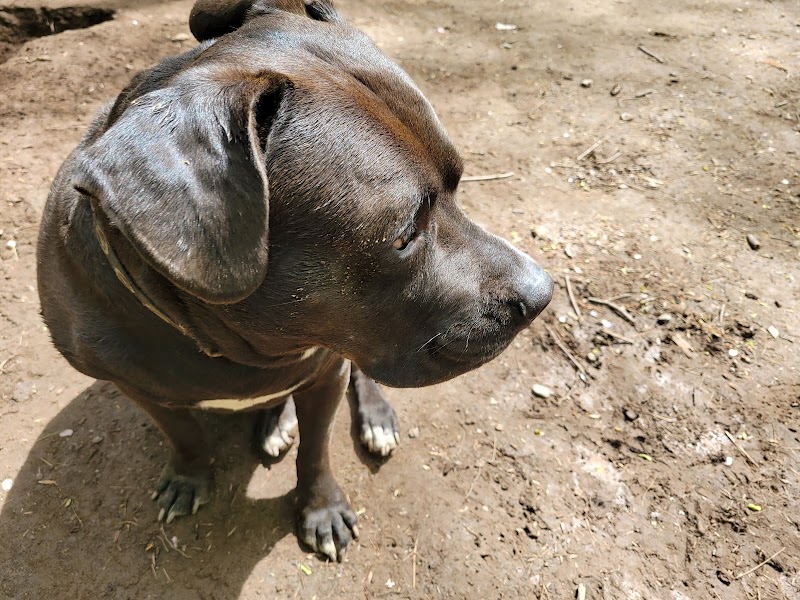 Woodstock Dog Park - Woodstock, NY