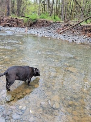 Woodstock Dog Park