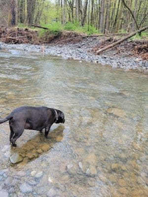 Woodstock Dog Park