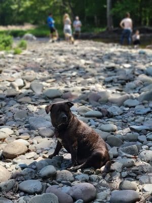 Woodstock Dog Park