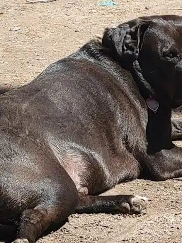 Woodstock Dog Park