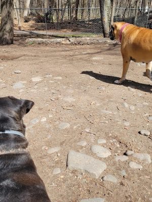 Woodstock Dog Park