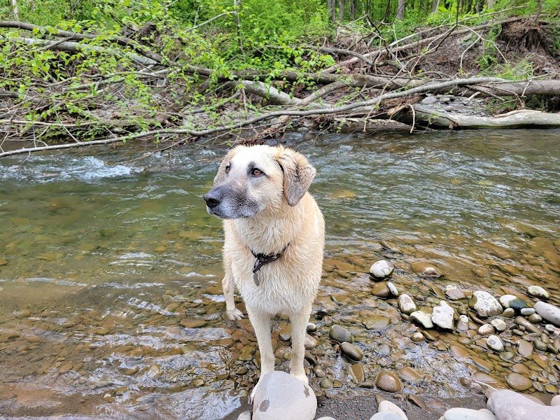 Woodstock Dog Park - Woodstock, NY