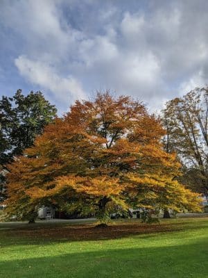 Faulkner Park
