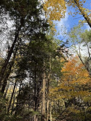 Faulkner Park