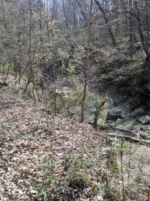 Clark Creek Hiking Trail - Woodville, MS