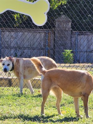 Woof Way Dog Park