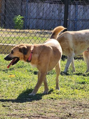 Woof Way Dog Park