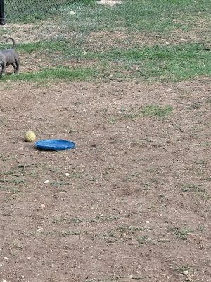 Woof Way Dog Park