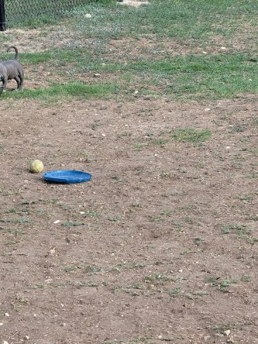 Woof Way Dog Park