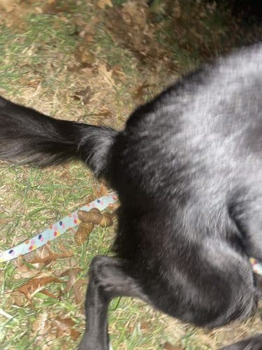 Woof Way Dog Park