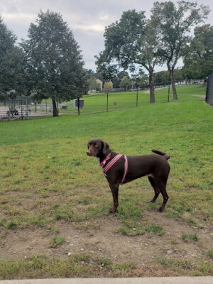Vernon Hill Dog Park