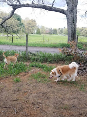 Wrentham Dog Park
