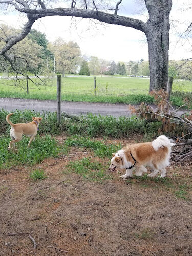 Wrentham Dog Park