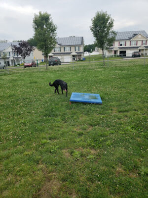 Falcon Courts North Dog Park