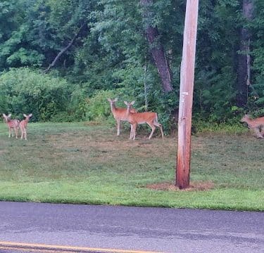 Green Acres Park