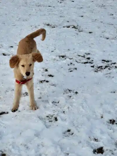 Wyandotte Dog Park - Wyandotte,