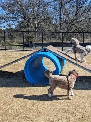 Prairie Tails Dog Park