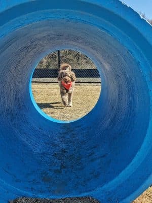 Prairie Tails Dog Park