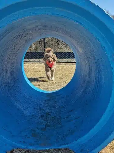 Prairie Tails Dog Park