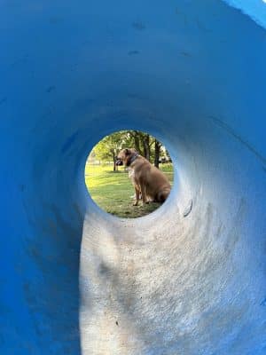 Prairie Tails Dog Park