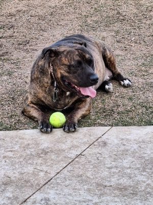 Prairie Tails Dog Park