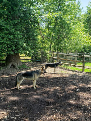 Curtis Dog Park