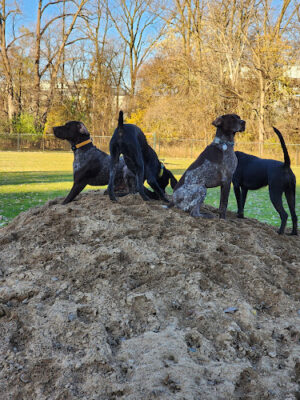 Wyoming Dog Park (PRIVATE)