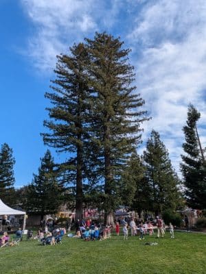 Yountville Park