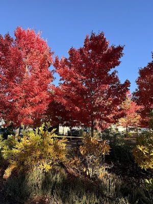 Yountville Park