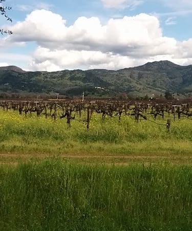 Yountville Park