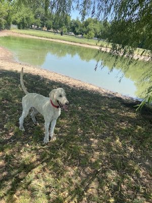 Pets and People Dog Park