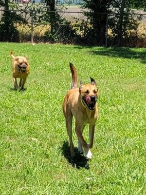 Pets and People Dog Park
