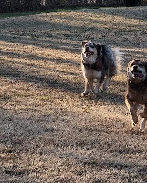 Pets and People Dog Park