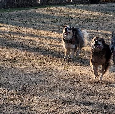 Pets and People Dog Park