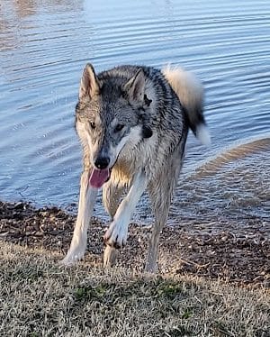 Pets and People Dog Park