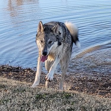 Pets and People Dog Park