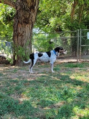 Pets and People Dog Park