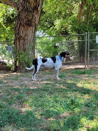 Pets and People Dog Park