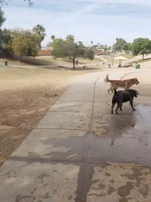 Dog Bark Park - Yuma, AZ