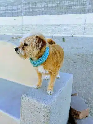 Dog Bark Park - Yuma, AZ