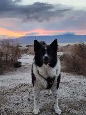 Dog Bark Park - Yuma, AZ
